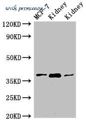 MyBioSource MBS7053301 image 1