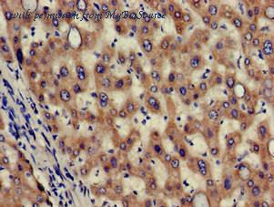 MyBioSource MBS7053301 image 3