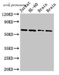 MyBioSource MBS7106181 image 1
