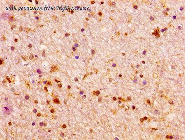 MyBioSource MBS7106181 image 2