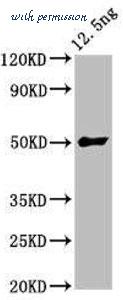 MyBioSource MBS7107139 image 1