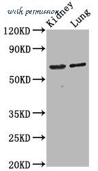 MyBioSource MBS7108916 image 1