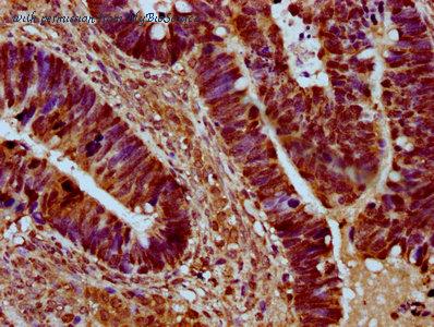 MyBioSource MBS7108916 image 2
