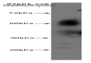 MyBioSource MBS710952 image 1