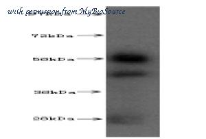 MyBioSource MBS710952 image 2