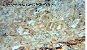 MyBioSource MBS710952 image 3