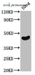 MyBioSource MBS7113710 image 1