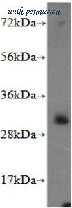 MyBioSource MBS711388 image 1