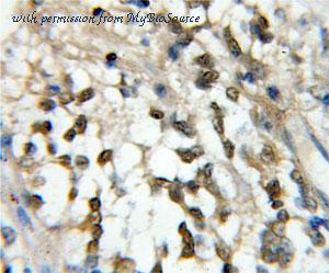 MyBioSource MBS711388 image 2