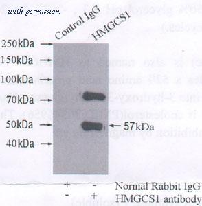 MyBioSource MBS7600163 image 2