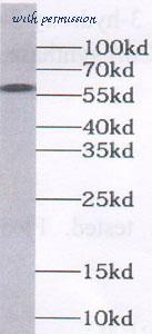 MyBioSource MBS7600163 image 3