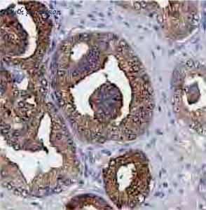 MyBioSource MBS7600301 image 1