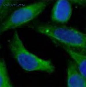 MyBioSource MBS7600301 image 2