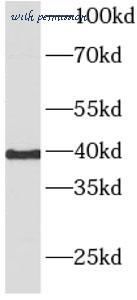 MyBioSource MBS7600301 image 3