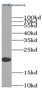 MyBioSource MBS7600346 image 2