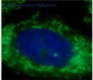 MyBioSource MBS7600346 image 3
