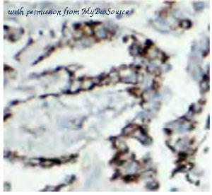 MyBioSource MBS7600378 image 1