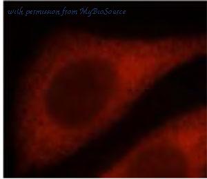 MyBioSource MBS7600378 image 2
