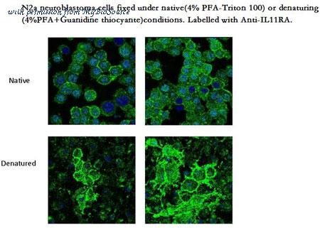 MyBioSource MBS7600450 image 2