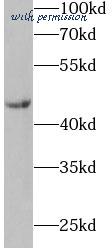 MyBioSource MBS7600450 image 3