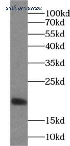 MyBioSource MBS7600458 image 1