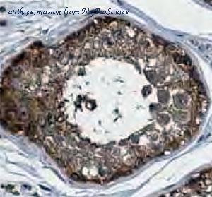 MyBioSource MBS7600562 image 1