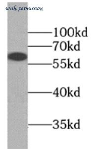 MyBioSource MBS7600621 image 3