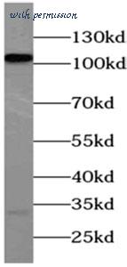 MyBioSource MBS7600999 image 3