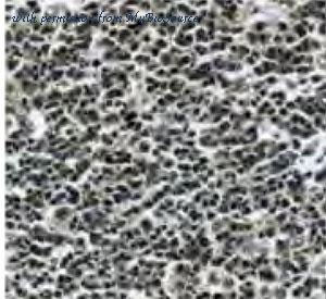 MyBioSource MBS7601043 image 1