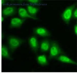 MyBioSource MBS7601043 image 2