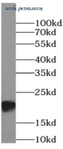 MyBioSource MBS7601043 image 3
