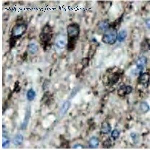 MyBioSource MBS7601092 image 1