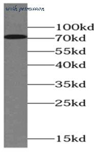MyBioSource MBS7601092 image 2