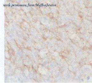 MyBioSource MBS7601127 image 1