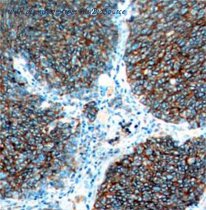 MyBioSource MBS7601808 image 1