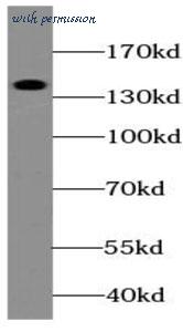 MyBioSource MBS7601808 image 2