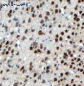 MyBioSource MBS7601902 image 1