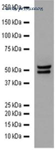 MyBioSource MBS7601902 image 2