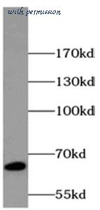 MyBioSource MBS7602041 image 2