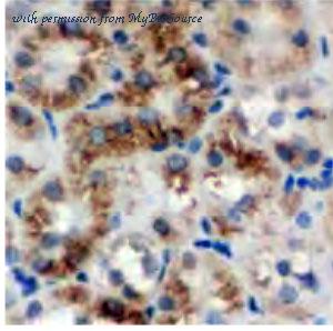 MyBioSource MBS7602052 image 1