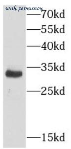 MyBioSource MBS7602052 image 2