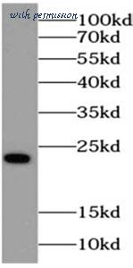 MyBioSource MBS7602181 image 2