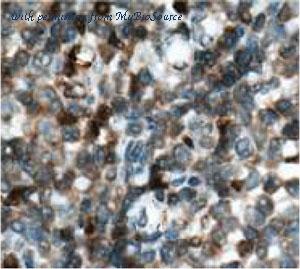 MyBioSource MBS7602297 image 1