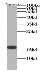 MyBioSource MBS7602297 image 3