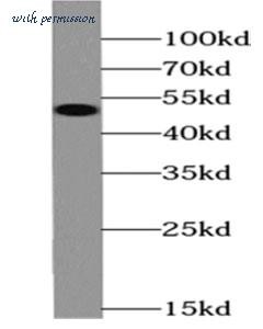 MyBioSource MBS7602378 image 1