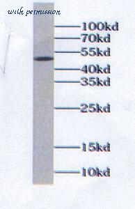 MyBioSource MBS7602388 image 1
