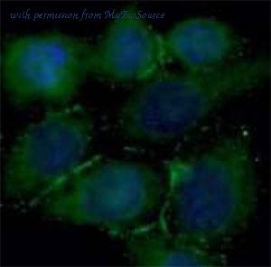 MyBioSource MBS7602513 image 2