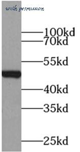 MyBioSource MBS7602513 image 3
