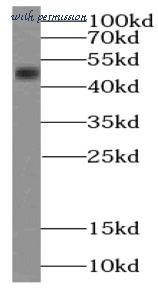 MyBioSource MBS7602634 image 1