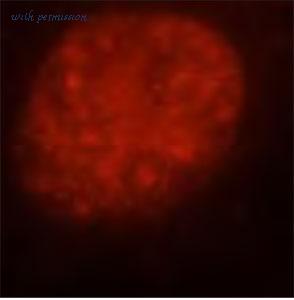 MyBioSource MBS7602727 image 2